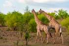 A male and a female southern giraffe walking together through a shrubby landscape Botswana Art Print